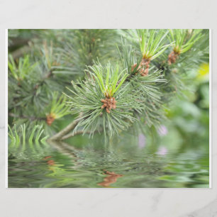 Kiefernnadeln oberhalb des Wassers Flyer