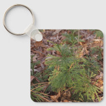 Kiefernsämling-Schlüsselanhänger Naturinspiriertes