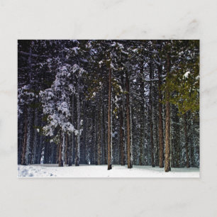 Kiefernwald mit Schnee im Winter Zypern Postkarte