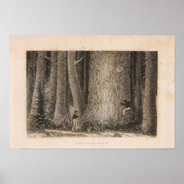 Kiefernwald, Oregon Poster (Vorne)