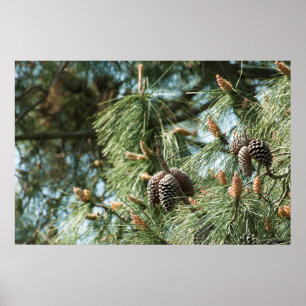 Kiefernzapfen auf einem Baum Poster