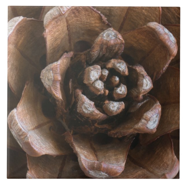 Kiefernzapfen Fliese (Vorderseite)