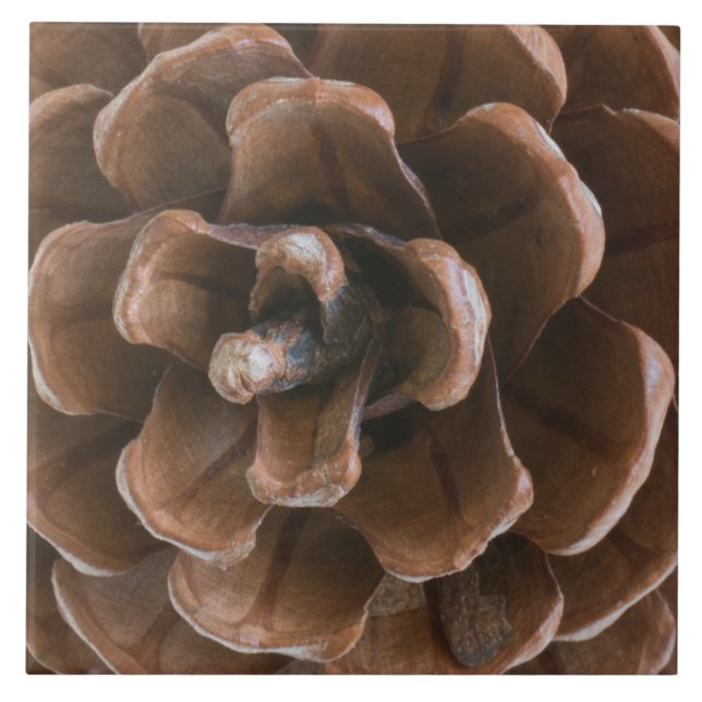 Kiefernzapfen Fliese (Vorderseite)