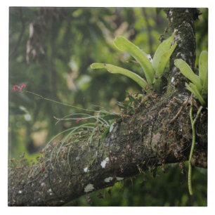 Kieferrosa, Bletia purpurea, blühend auf Mango Fliese