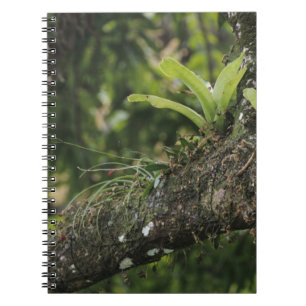 Kieferrosa, Bletia purpurea, blühend auf Mango Notizblock
