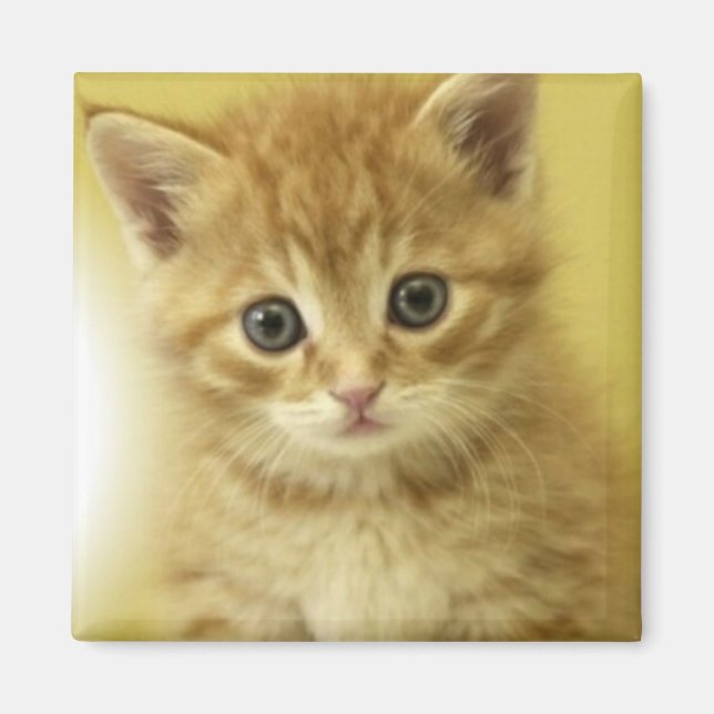 Kiity Magnet (Vorne)