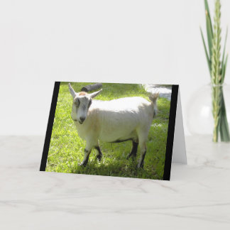 Kiki la carte de voeux pygméenne de chèvre