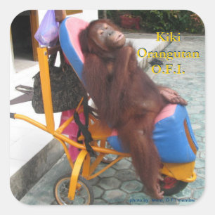 KiKi Orang-Utan in ihrem Rollstuhl Quadratischer Aufkleber