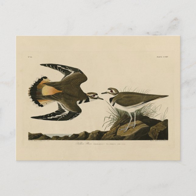 Kildeer Plover (Killdeer) Audubon Birds of America Postkarte (Vorderseite)
