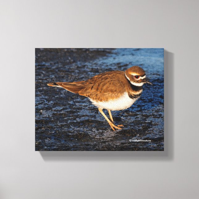 Killdeer auf den Icy Mudflats Leinwanddruck (Vorderseite)