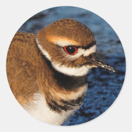 Killdeer auf den Icy Mudflats Runder Aufkleber