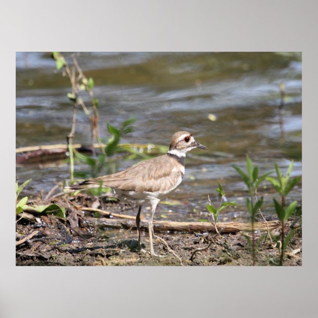 Killdeer Bird Poster (Vorne)