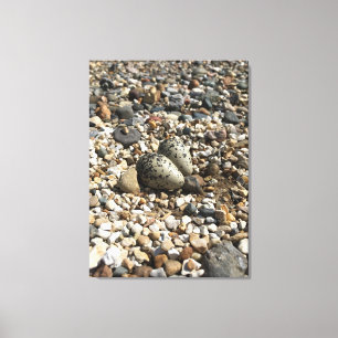 Killdeer Nest & Oeufs Photo sur toile