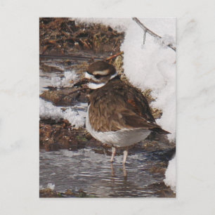 Killdeer-Postkarte Postkarte