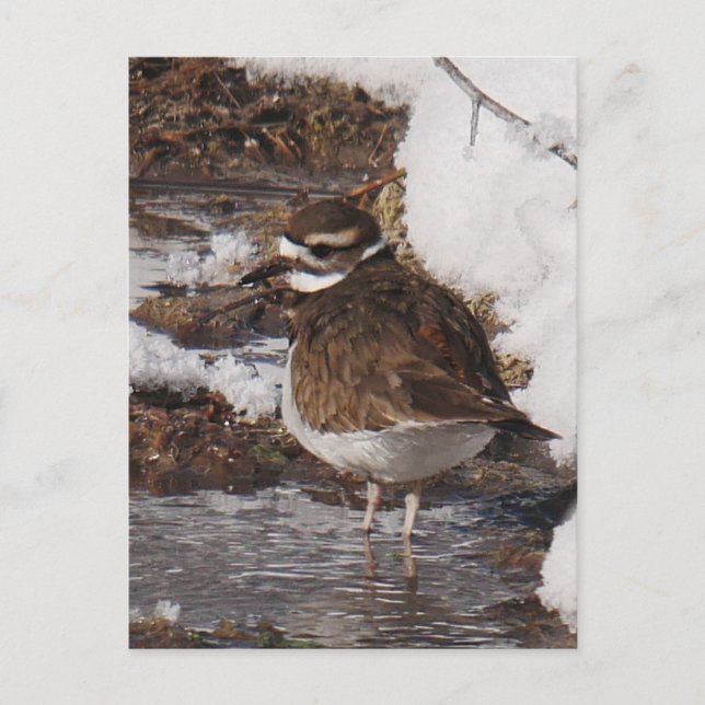 Killdeer-Postkarte Postkarte (Vorderseite)