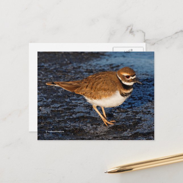 Killdeer Shorebird auf Icy Mudflats Postkarte (Vorderseite/Rückseite Beispiel)