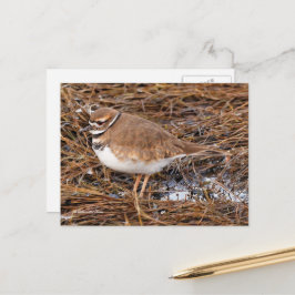 Killdeer Shoreird in Gefrierpuppen Postkarte