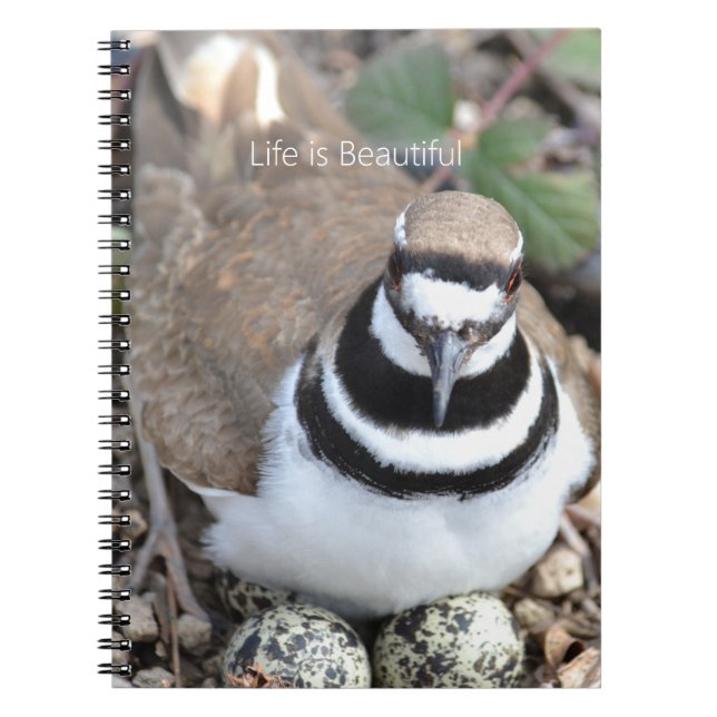 Killdeer-Vogel mit Eiern (meine Fotografie) Notizblock (Vorderseite)