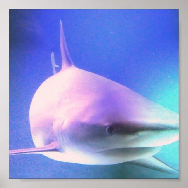 Killer Shark Print Poster (Vorne)