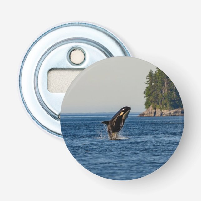 Killer Whale Breaching out of Ocean Water Flaschenöffner (Vorderseite)