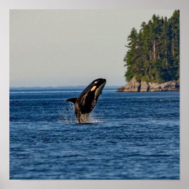 Killer Whale Breaching out of Ocean Water Poster (Vorne)