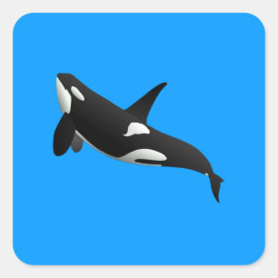 Killer Whale, Orcinus Orca Quadratischer Aufkleber