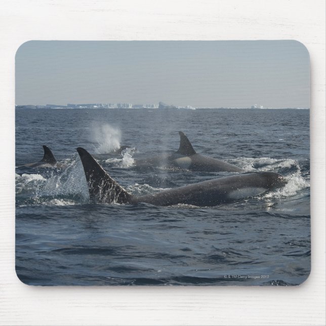 Killerwal Mousepad (Vorne)