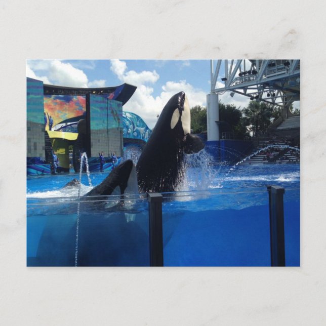 Killerwale in Florida Postkarte (Vorderseite)