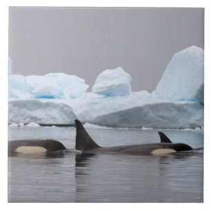 Killerwale (Orcas), Orcinus orca, Pod Fliese