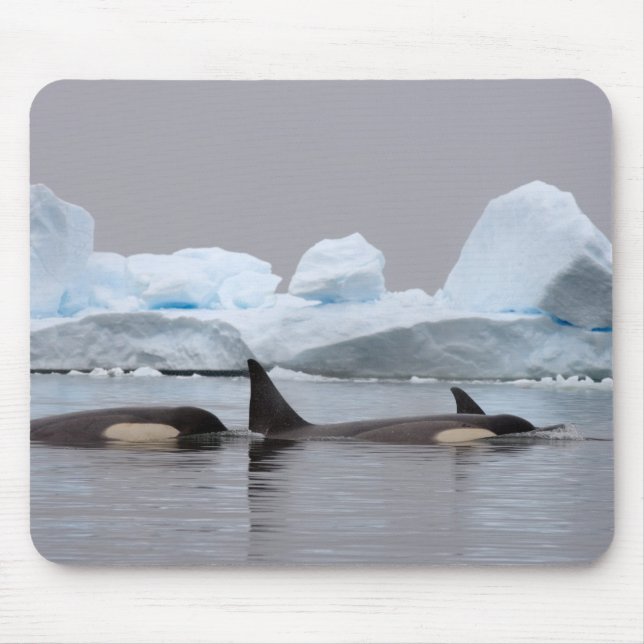 Killerwale (Orcas), Orcinus orca, Pod Mousepad (Vorne)
