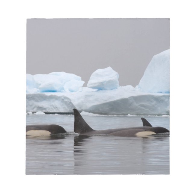 Killerwale (Orcas), Orcinus orca, Pod Notizblock (Vorderseite)