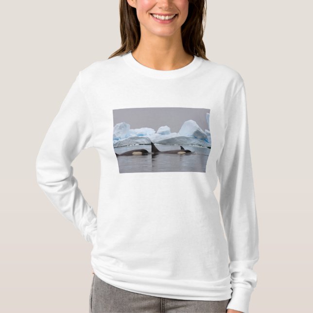 Killerwale (Orcas), Orcinus orca, Pod T-Shirt (Vorderseite)