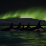 Killerwale Unter der Aurora - Orca<br><div class="desc">Tauchen Sie ein in das Geheimnis und die Schönheit des Ozeans und des Polarlichts mit diesem atemberaubenden Puzzle mit einem Nachts-Puzzle mit Orcas, während ein atemberaubendes Polarlicht ein grünes Licht auf das dunkle Wasser unten wirft. Mit bis zu 1014 Stücken stellt dieses Rätsel eine Herausforderung dar, die sowohl befriedigend als...</div>