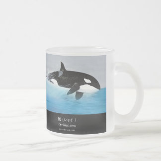 Killerwhale , Orcinus orca Mattglastasse