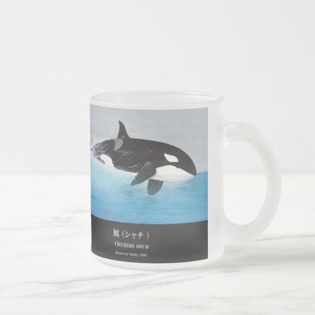 Killerwhale , Orcinus orca Mattglastasse (Rechts)