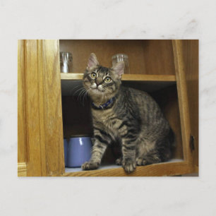 Kimber auf der Postkarte