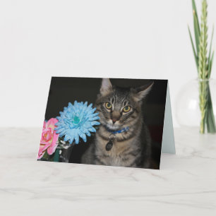 Kimber Cat Posen erhalten Well Card Karte
