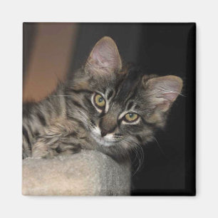 Kimber Chillin' Kitten Magnet