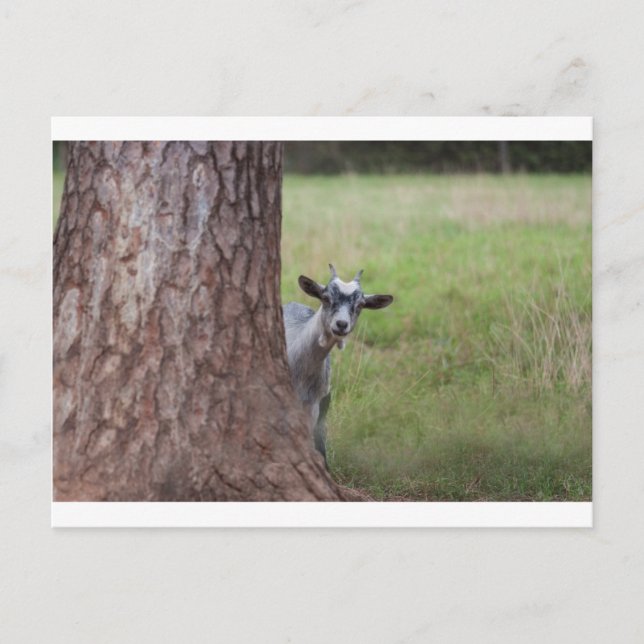 Kind (Ziege), das hinter einem Baum pinkelt Postkarte (Vorderseite)