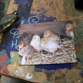 Kinderfotografie von niedlichen Hühnern Postkarte