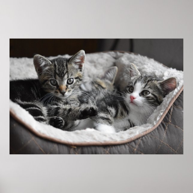 Kinderposter Poster (Vorne)