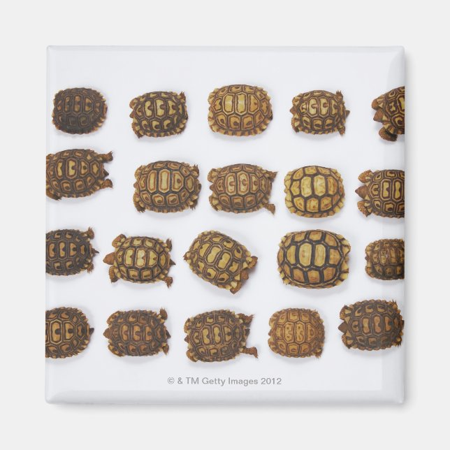 Kinderschildkröten in Reihen angeordnet Magnet (Vorne)