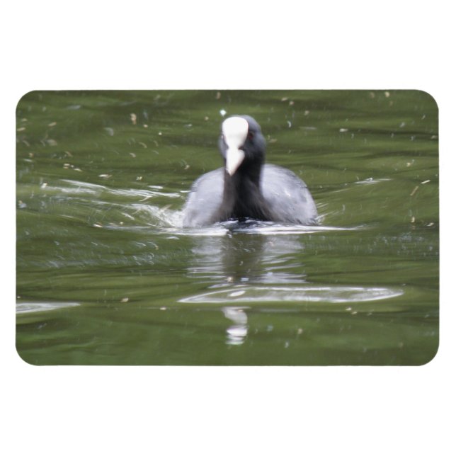 Kinderschwimmen Premium Magnet (Horizontal)