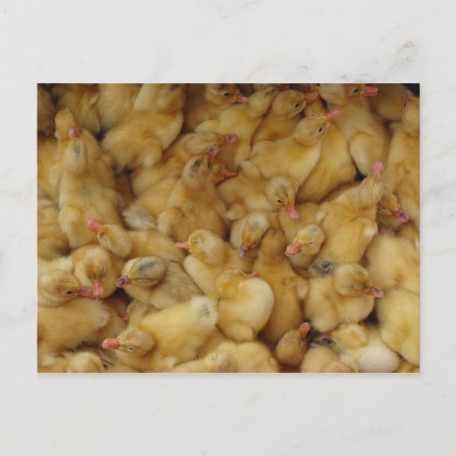 Kinderwagen Postkarte (Vorderseite)