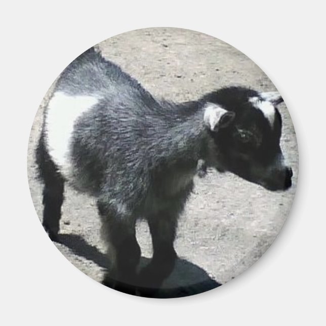 Kinderziege im Zoo-Bild Magnet (Vorne)