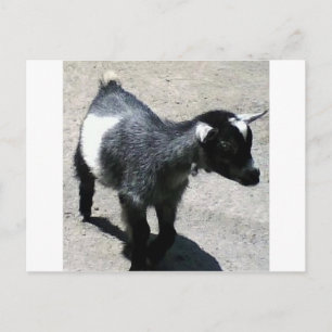 Kinderziege im Zoo-Bild Postkarte