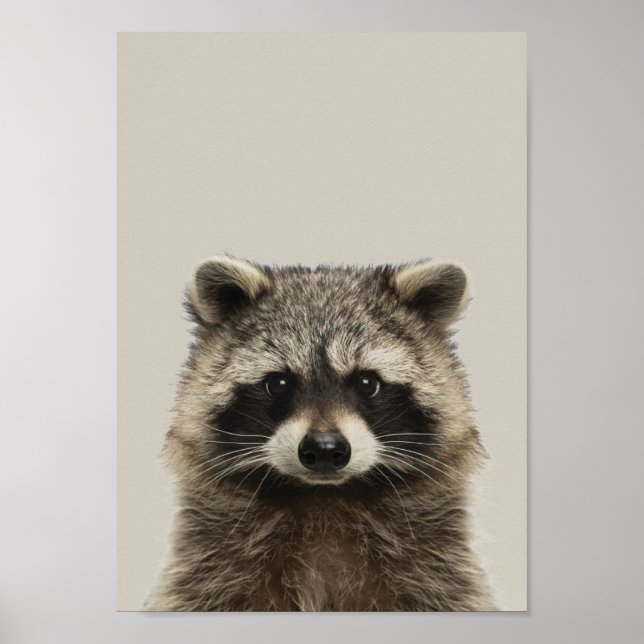 Kinderzimmer-Poster für Kleinkinder - Racoon Poster (Vorne)
