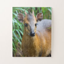 Kinderzoo-Tierpuzzle