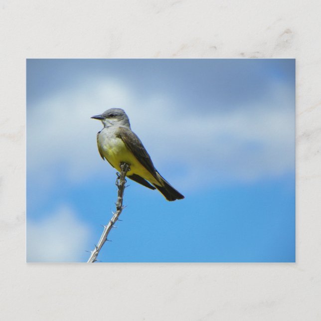King Bird Postkarte (Vorderseite)