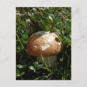 King Boletus Mushroom, Insel Unalaska Postkarte